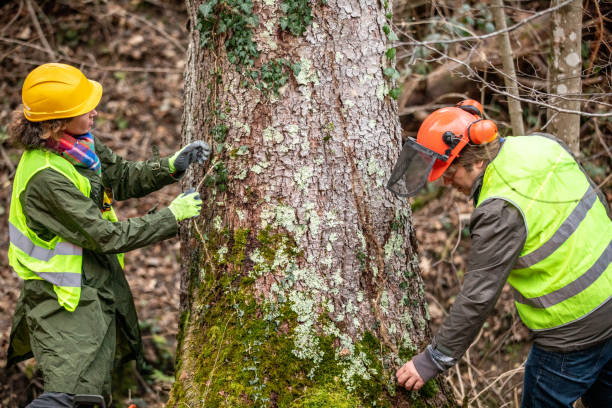 Best Root Management and Removal  in Linthicum, MD