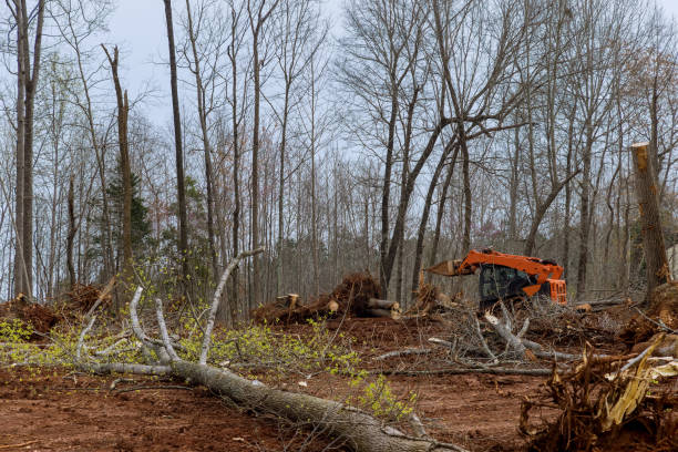 Best Fruit Tree Pruning  in Linthicum, MD