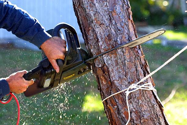 Best Emergency Tree Removal  in Linthicum, MD