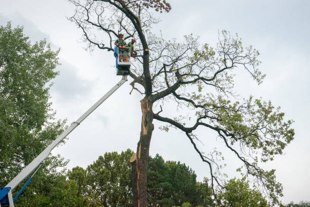 Seasonal Cleanup (Spring/Fall) in Linthicum, MD